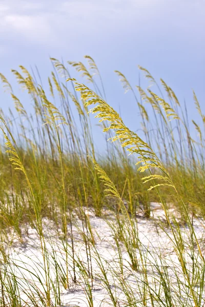 Gras grasmat op het strand — Stockfoto