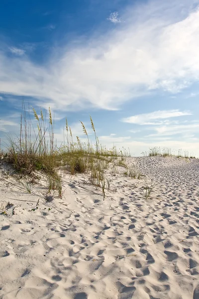 Sand dunes on the coast — Stock Photo, Image