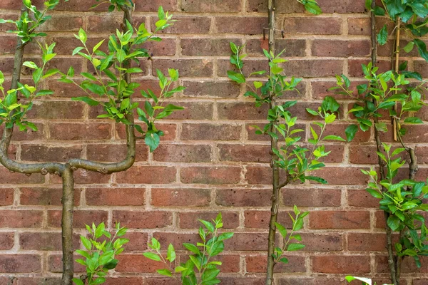 Vintage tegel vägg bakgrund med gröna blad — Stockfoto
