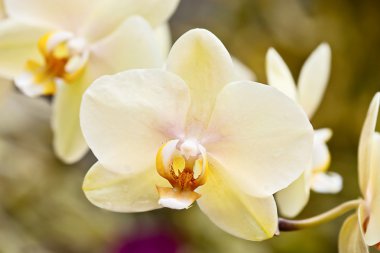 Orchids clipart