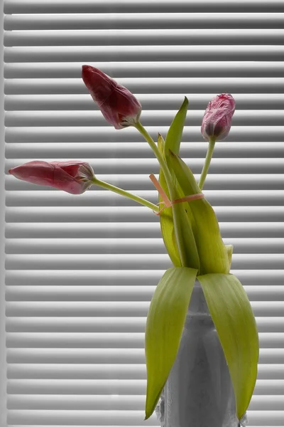 Coloridos tulipanes de primavera — Foto de Stock