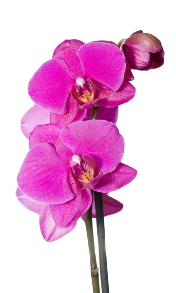 Pink orchid — Stockfoto