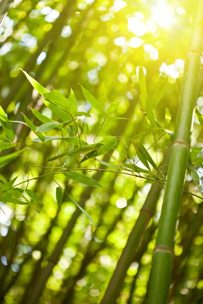 Bosque de bambú con luz solar —  Fotos de Stock