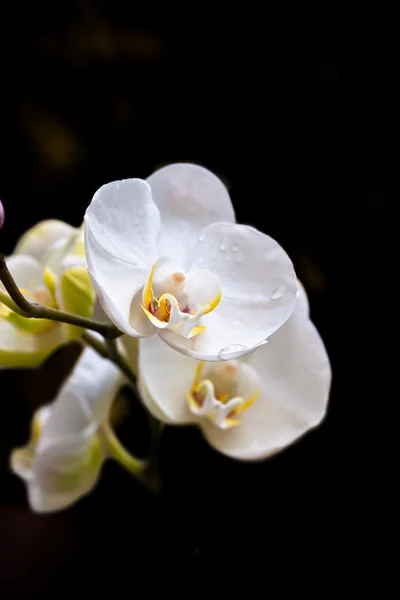Fekete fehér orchideaüres tábla és a szabókréta — Stock Fotó