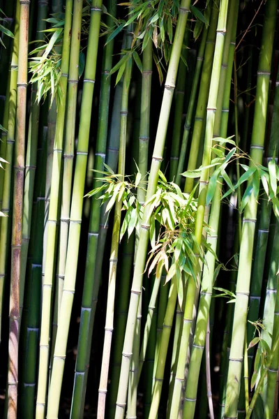 Asijský bambusový les s ranním sluncem — Stock fotografie