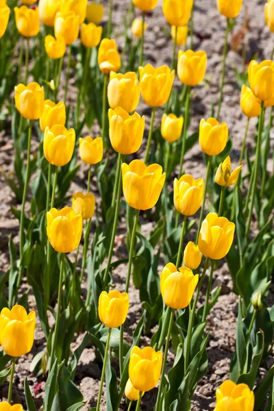 Campo de hermosos tulipanes amarillos primavera —  Fotos de Stock