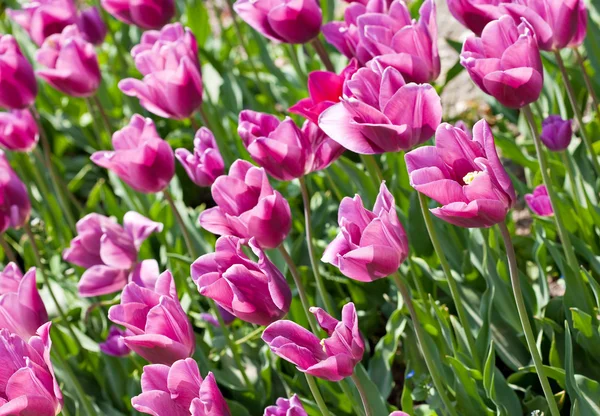 Campo de tulipanes rosados —  Fotos de Stock