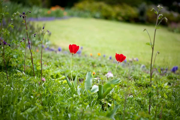 Два червоних тюльпанів — стокове фото