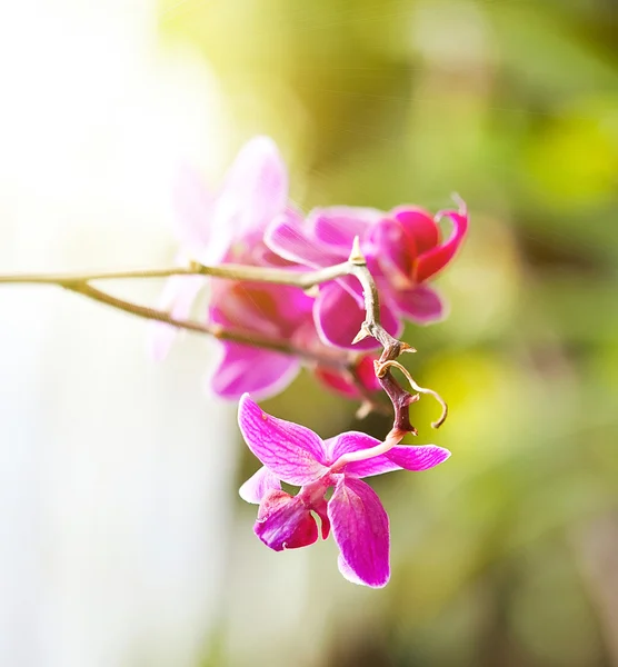 Υποκατάστημα της ματζέντα τροπικό orchid — Φωτογραφία Αρχείου