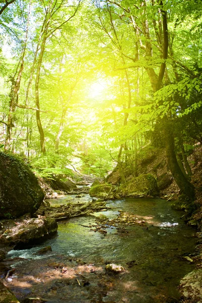 stock image Forest moutain stream