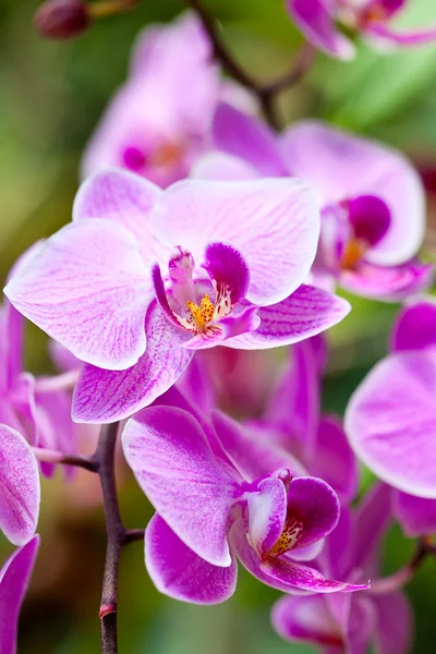Lila orchidea — Stock Fotó