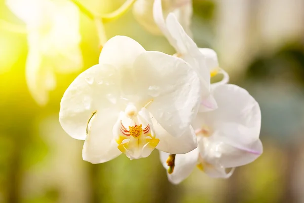 Vita orkidéer blommar i sommarträdgård — Stockfoto