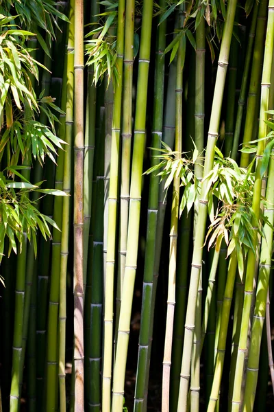Fák a bambusz-levél — Stock Fotó