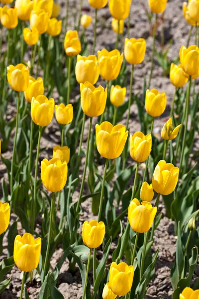 Campo de tulipanes amarillos —  Fotos de Stock