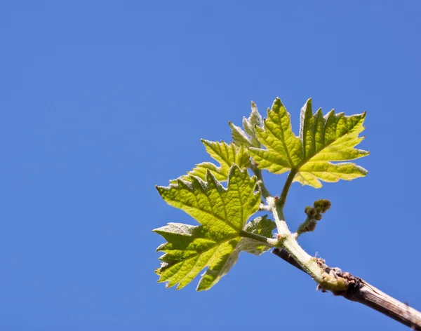 Дикі виноградного листя — стокове фото
