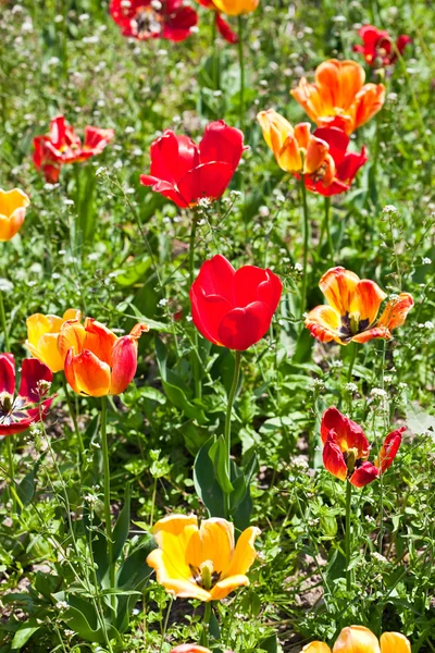Campo con tulipanes rojos —  Fotos de Stock