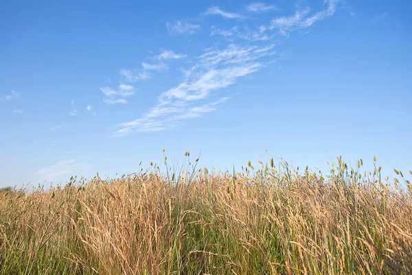 stock image Summer