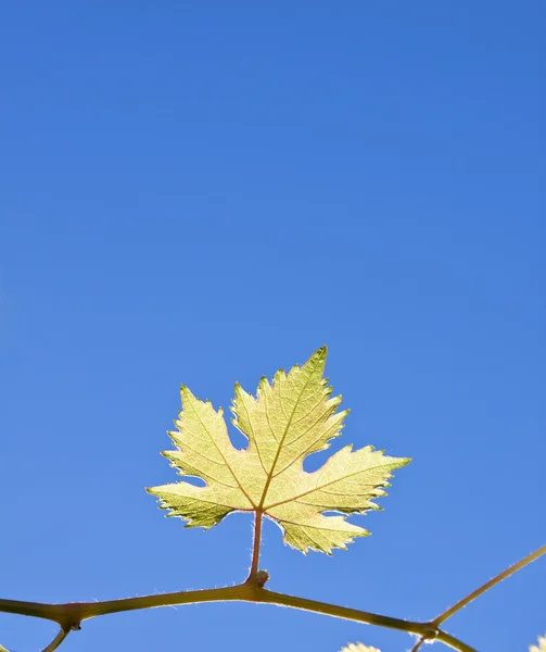 Üzüm yaprağı dal Close-Up — Stok fotoğraf