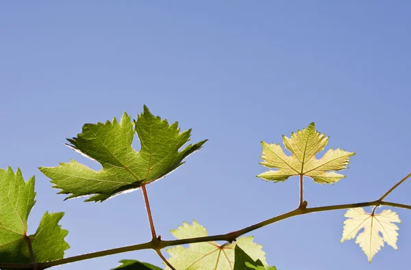 Листя винограду винограду — стокове фото