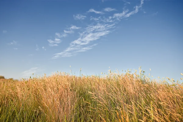 Stock image Field of wild wheat