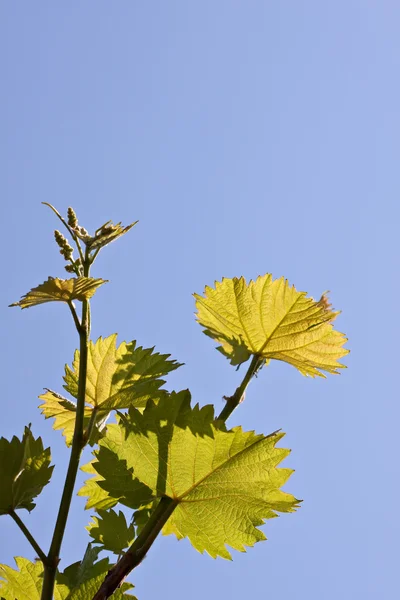 Üzüm asma yaprağı — Stok fotoğraf