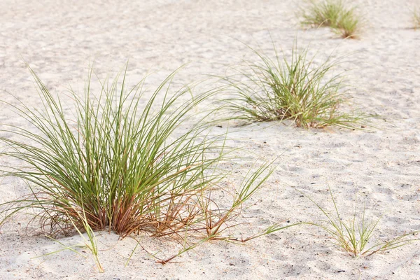 Plaża piaszczysta wydma traw — Zdjęcie stockowe