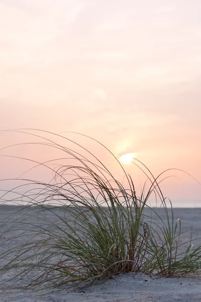 緑の海の草のクローズ アップ — ストック写真