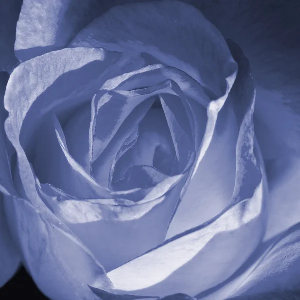 Blå toning rose — Stockfoto