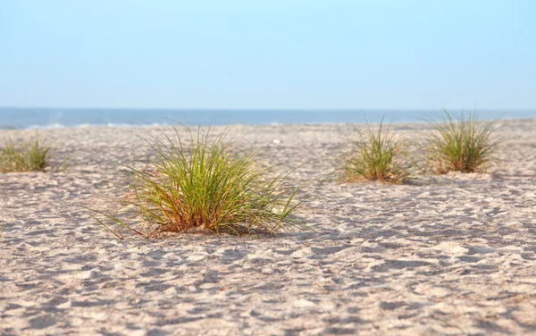 Plaża piaszczysta wydma traw — Zdjęcie stockowe