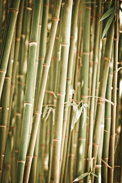 Fond de forêt de bambous — Photo
