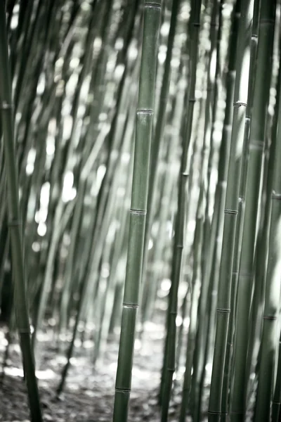 Zielony las bambusowy — Zdjęcie stockowe