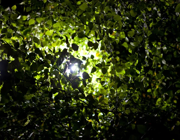 Valo paistaa läpi puun lehtien — kuvapankkivalokuva