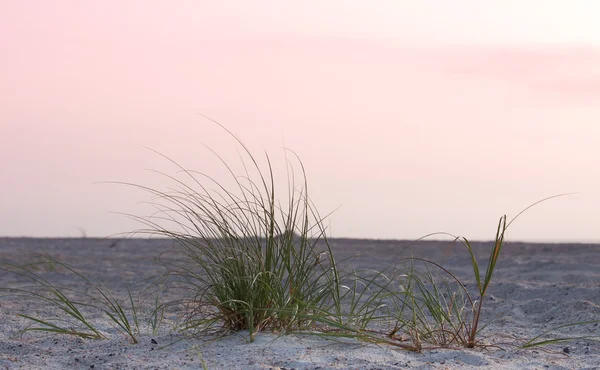 Primer plano de la hierba verde del mar en duna de arena —  Fotos de Stock