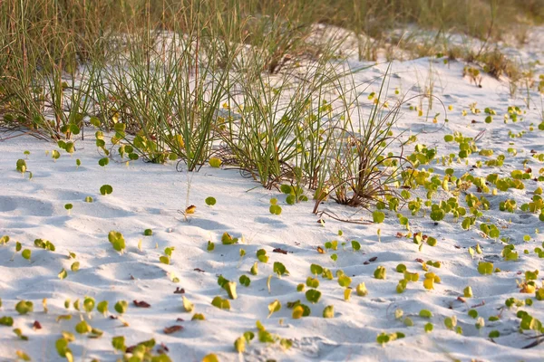Zielona trawa morska — Zdjęcie stockowe
