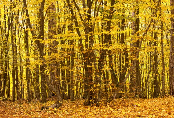 Sceneria lasu — Zdjęcie stockowe