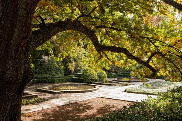 Árbol grande en el parque de otoño — Foto de Stock