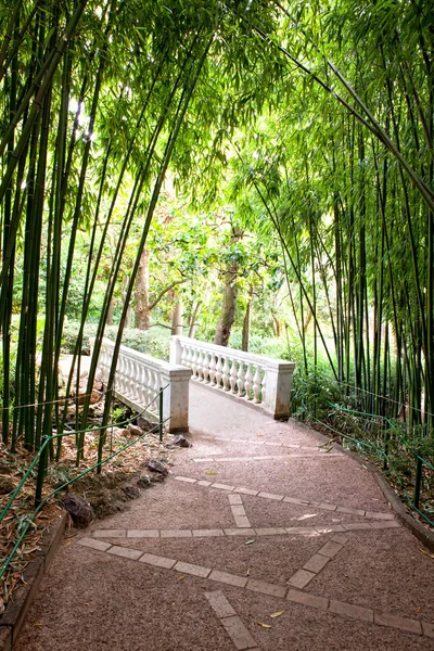 stock image Bamboo garden with river and bridge