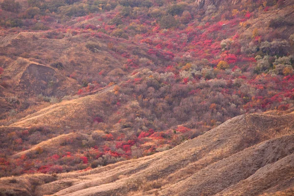 Árboles de otoño en las colinas de montaña — Foto de Stock