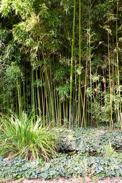 Forêt de bambous verts — Photo