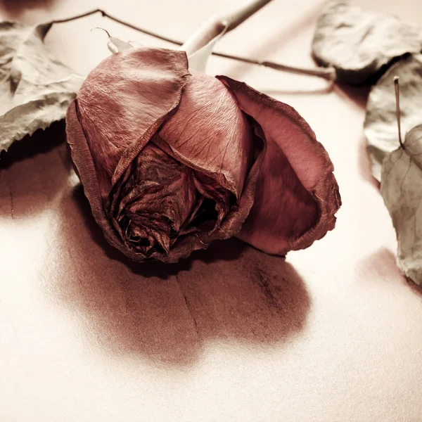 Verdorde rose op houten achtergrond — Stockfoto