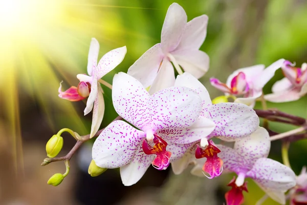 Fehér trópusi orchidea — Stock Fotó