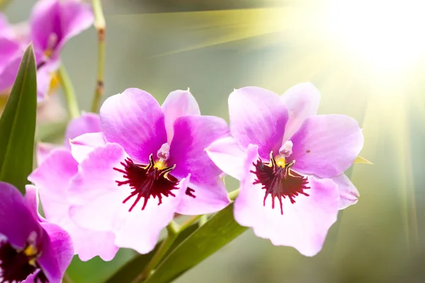 Růžový tropické orchideje — Stock fotografie
