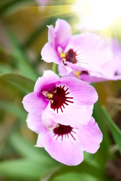 Rosa tropisk orkidé — Stockfoto