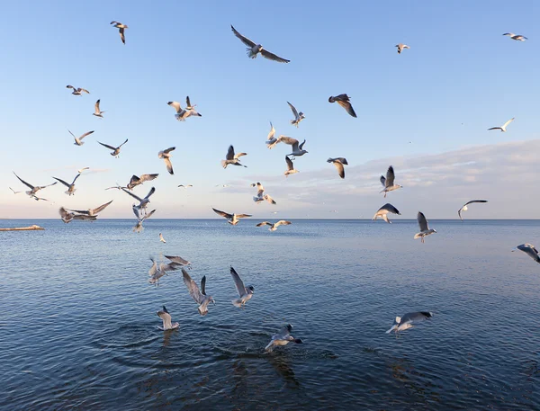Deniz martı — Stok fotoğraf