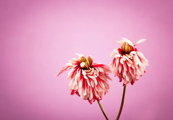 Twee chrysant verdorde bloem — Stockfoto