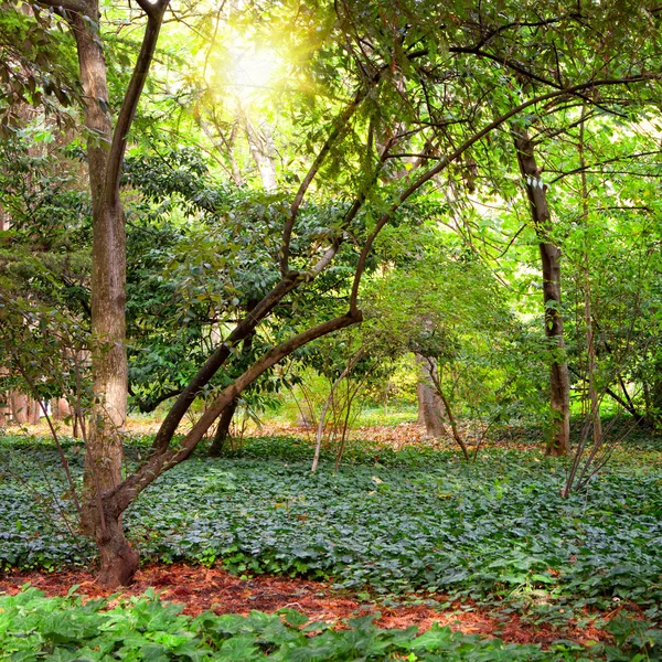 Zielone drzewa w parku — Zdjęcie stockowe