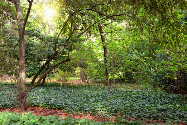 stock image Green trees in park