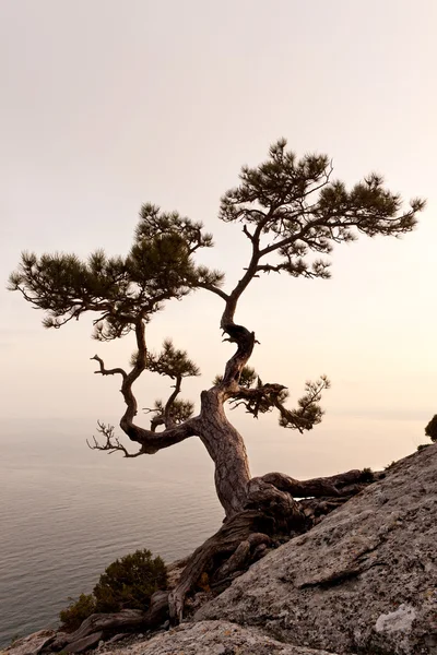 stock image Lonely juniper tree at sunset