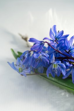 Squill / Scilla bouquet clipart