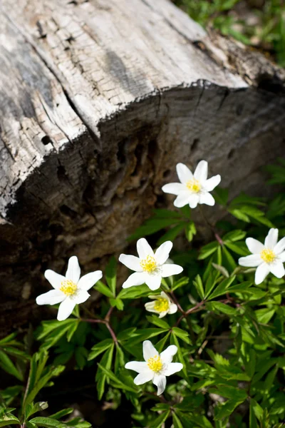 Nice wood anemones in the wild — Stock Photo, Image